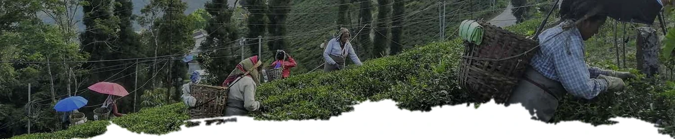 Tea Packaging Banner