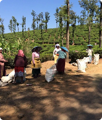 Tea Processing