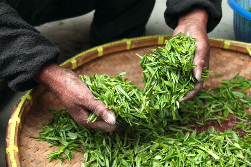 Tea Processing